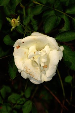 Bahçedeki güzel beyaz gül çiçekleri, çiçek kavramı...