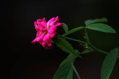 bahçede büyüyen güzel pembe çiçekler