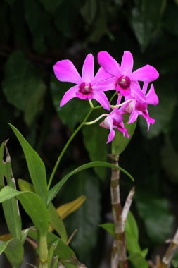 bahçede büyüyen güzel pembe çiçekler