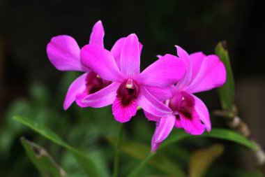 bahçede büyüyen güzel pembe çiçekler