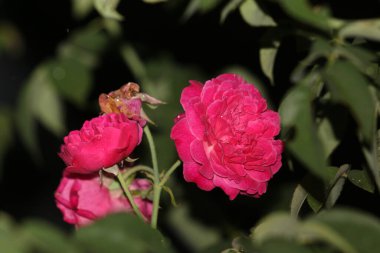 bahçede büyüyen güzel pembe çiçekler