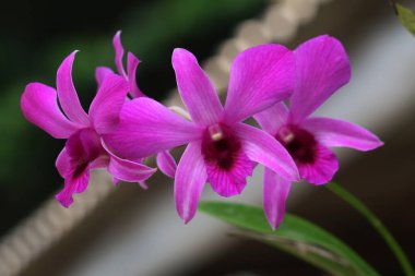 bahçede büyüyen güzel pembe çiçekler