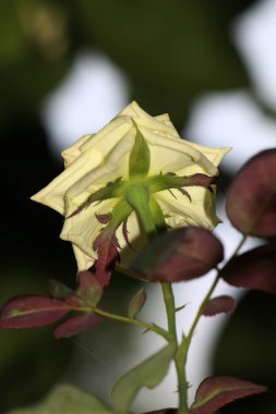Bahçedeki güzel beyaz gül çiçekleri, çiçek kavramı...