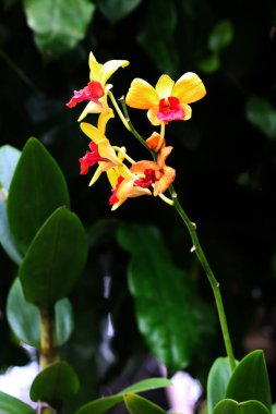 güzel sarı çiçekler bahçede büyüyen