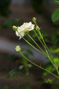 Bahçedeki güzel beyaz gül çiçekleri, çiçek kavramı...