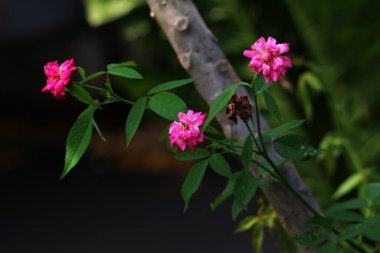 bahçede büyüyen güzel pembe çiçekler