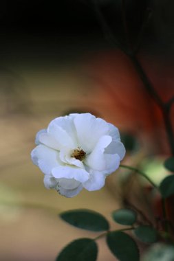 Bahçedeki güzel beyaz gül çiçekleri, çiçek kavramı...