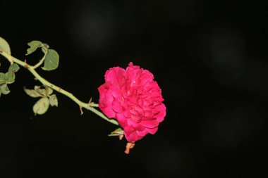 bahçede büyüyen güzel pembe çiçekler