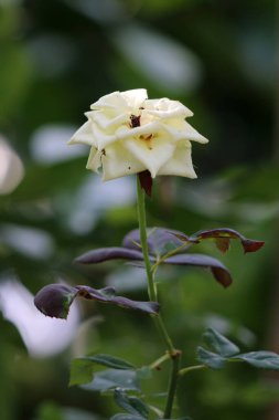 Bahçedeki güzel beyaz gül çiçekleri, çiçek kavramı...