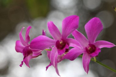 bahçede büyüyen güzel pembe çiçekler