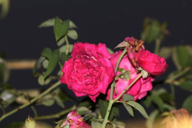 bahçede büyüyen güzel pembe çiçekler