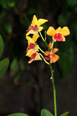 güzel sarı çiçekler bahçede büyüyen