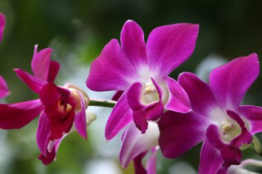 bahçede büyüyen güzel pembe çiçekler