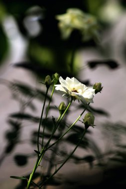 Bahçedeki güzel beyaz gül çiçekleri, çiçek kavramı...