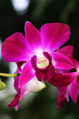 bahçede büyüyen güzel pembe çiçekler