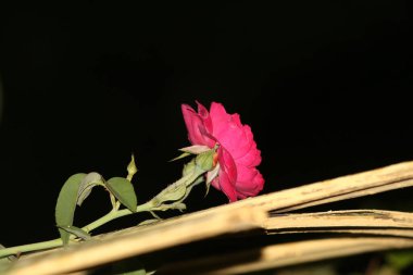 bahçede büyüyen güzel pembe çiçekler