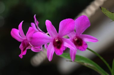 bahçede büyüyen güzel pembe çiçekler