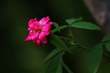 bahçede büyüyen güzel pembe çiçekler