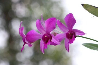 bahçede büyüyen güzel pembe çiçekler