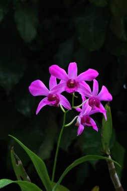 bahçede büyüyen güzel pembe çiçekler