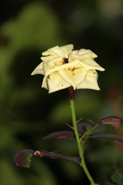 Bahçedeki güzel beyaz gül çiçekleri, çiçek kavramı...