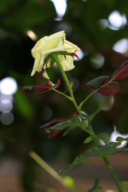 Bahçedeki güzel beyaz gül çiçekleri, çiçek kavramı...