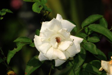 Bahçedeki güzel beyaz gül çiçekleri, çiçek kavramı...