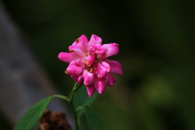 bahçede büyüyen güzel pembe çiçekler
