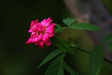 bahçede büyüyen güzel pembe çiçekler