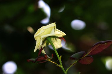 Bahçedeki güzel beyaz gül çiçekleri, çiçek kavramı...