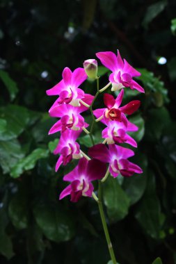 bahçede büyüyen güzel pembe çiçekler