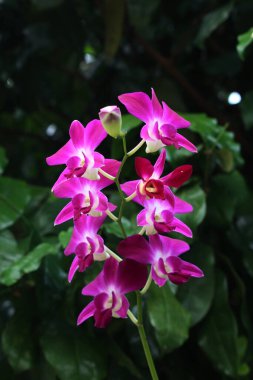 bahçede büyüyen güzel pembe çiçekler