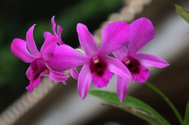 bahçede büyüyen güzel pembe çiçekler