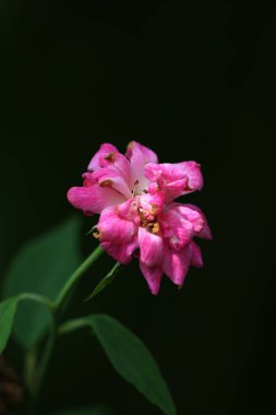 bahçede büyüyen güzel pembe çiçekler