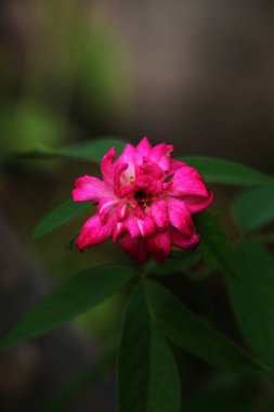 bahçede büyüyen güzel pembe çiçekler