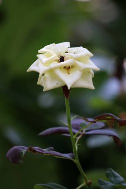 Bahçedeki güzel beyaz gül çiçekleri, çiçek kavramı...