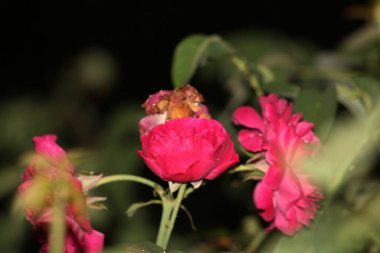 bahçede büyüyen güzel pembe çiçekler