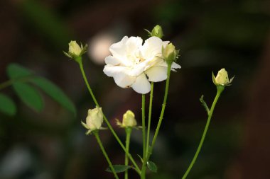Bahçedeki güzel beyaz gül çiçekleri, çiçek kavramı...