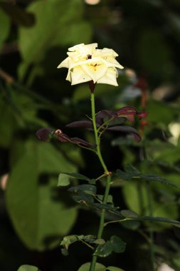 Bahçedeki güzel beyaz gül çiçekleri, çiçek kavramı...
