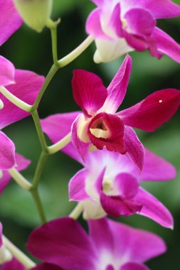 bahçede büyüyen güzel pembe çiçekler