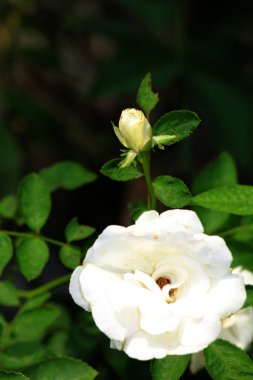 Bahçedeki güzel beyaz gül çiçekleri, çiçek kavramı...
