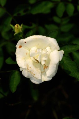 Bahçedeki güzel beyaz gül çiçekleri, çiçek kavramı...