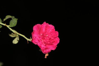 bahçede büyüyen güzel pembe çiçekler