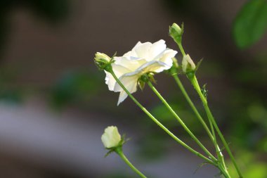 Bahçedeki güzel beyaz gül çiçekleri, çiçek kavramı...