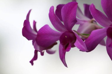 bahçede büyüyen güzel pembe çiçekler