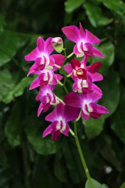 bahçede büyüyen güzel pembe çiçekler