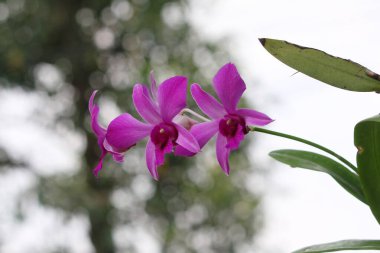 bahçede büyüyen güzel pembe çiçekler