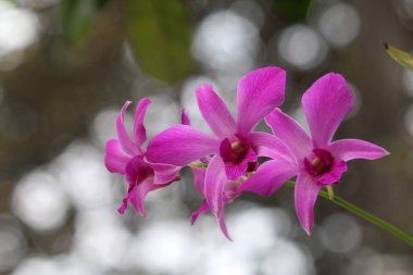 bahçede büyüyen güzel pembe çiçekler