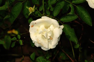 Bahçedeki güzel beyaz gül çiçekleri, çiçek kavramı...