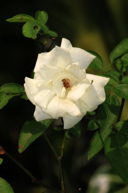 Bahçedeki güzel beyaz gül çiçekleri, çiçek kavramı...